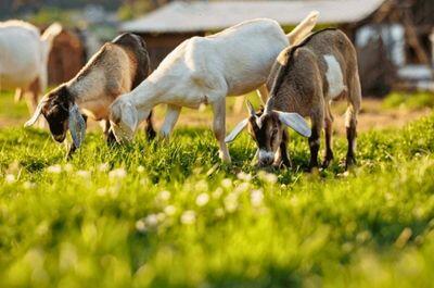 Farm-Fresh ingredients | Organic | Sustainably sourced |  Natural Oatmeal Milk & Honey Soap