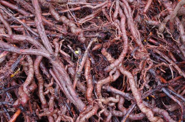 Madder Root  | Featured Ingredient | All-Natural | Bouldercitysoap
